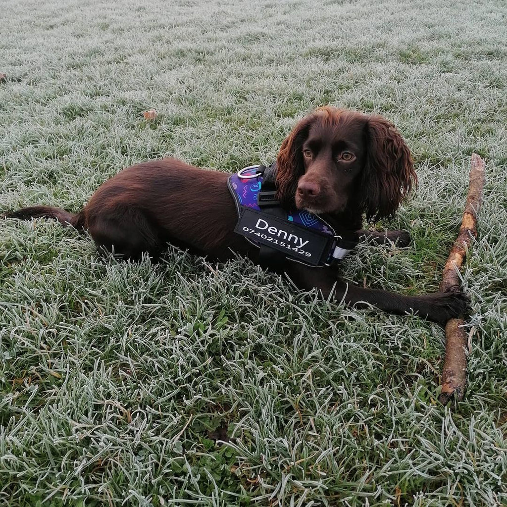 Safety Dog Harness